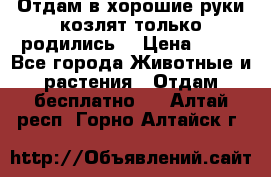 Отдам в хорошие руки козлят.только родились. › Цена ­ 20 - Все города Животные и растения » Отдам бесплатно   . Алтай респ.,Горно-Алтайск г.